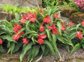 Roscoea Red Gurkha